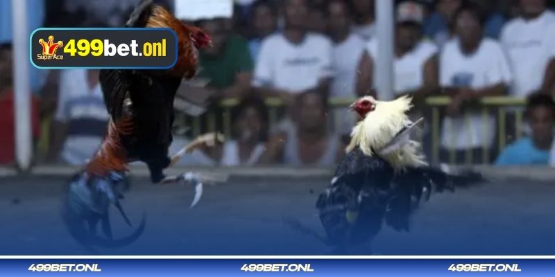 499bet-এ বিজয়ী লড়াকু মোরগের বৈশিষ্ট্য এবং তাদের সনাক্তকরণ