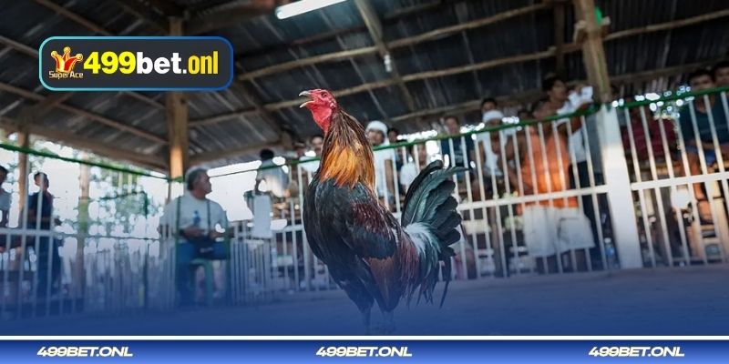 অস্বাভাবিক কিন্তু অকার্যকর আঁশ নির্বাচন