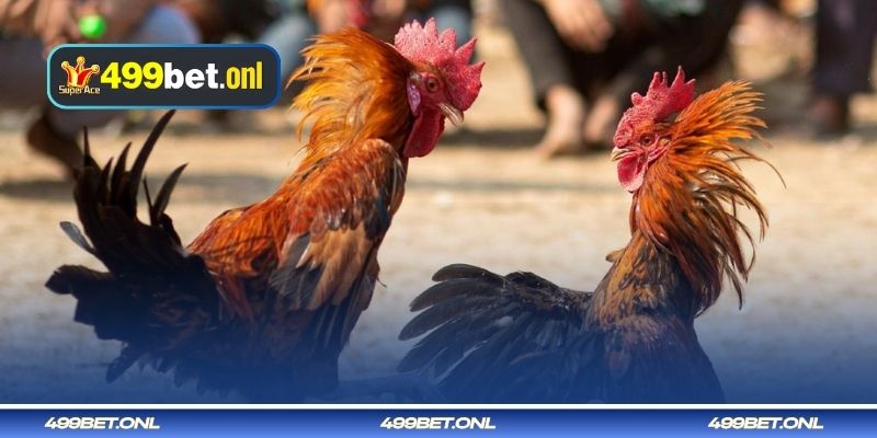 কালো পালকের সাদা পায়ের মোরগ 