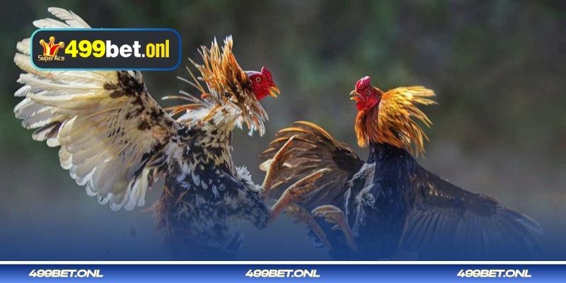 খাই ভং (Khai Vuong) আঁশ 