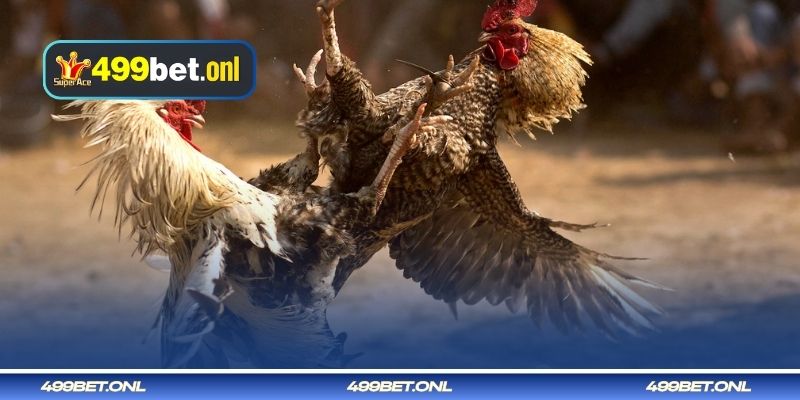 নিয়ন্ত্রিত মক ফাইটিং 