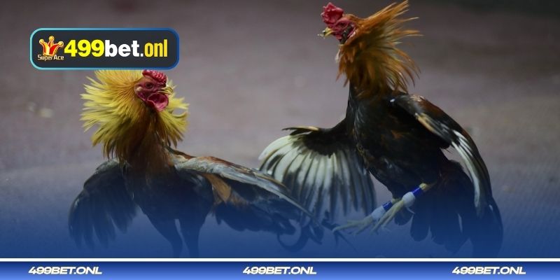 মানসিকতা ও সাহসের দিক থেকে মোরগদের বৈশিষ্ট্য