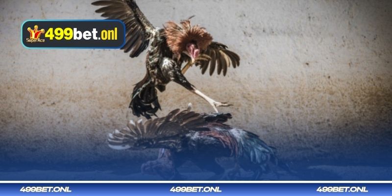 'মে' আঘাতকারী মোরগ 