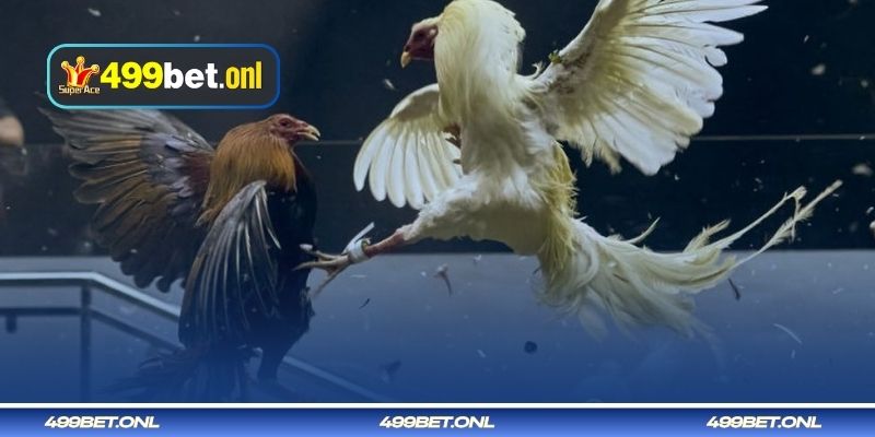 লড়াইয়ের জন্য মোরগ বাছাই করার সময় ভুল 499bet-এ জেতার কৌশল