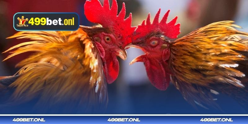 লড়াইয়ের জন্য মোরগ বেছে নেওয়ার টিপস যা জয় নিশ্চিত করে।