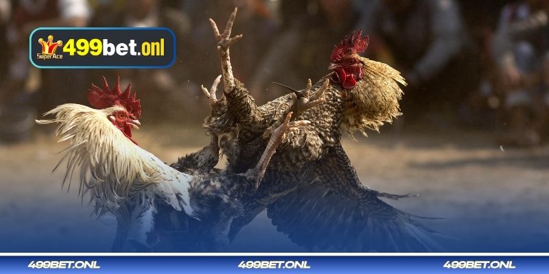 লড়াইয়ের জন্য মোরগ বেছে নেওয়ার টিপস