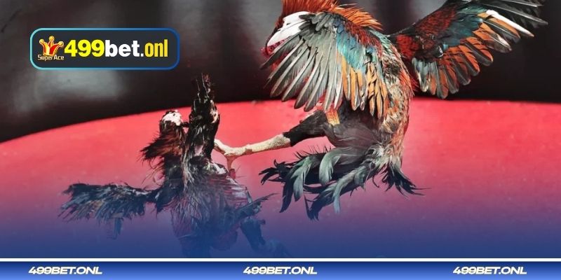 লড়াকু মোরগ প্রশিক্ষণ দেওয়ার উপায় - স্ট্যামিনা বাড়ানো।