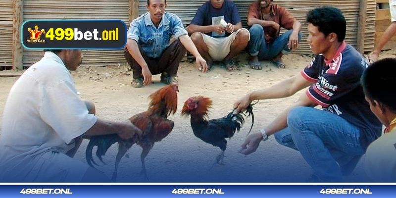 লোহার স্পার দিয়ে মোরগ লড়াইয়ের কৌশল সাফল্যের চূড়ান্ত গাইড