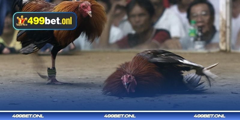 লোহার স্পার দিয়ে মোরগ লড়াইয়ের কৌশল