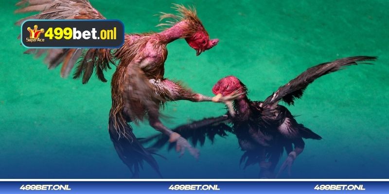 শক্তি ও স্ট্যামিনা বাড়ানোর লড়াকু মোরগ প্রশিক্ষণ দেওয়ার উপায়।