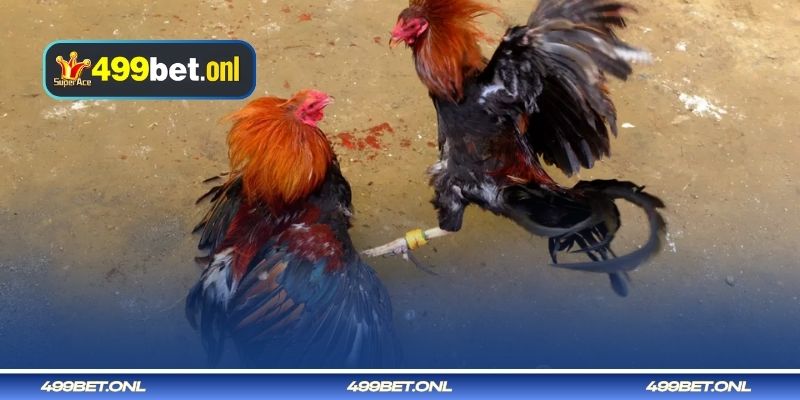 শারীরিক শক্তি ও গঠনে বিজয়ী লড়াকু মোরগের বৈশিষ্ট্য