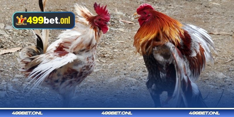 সুষম খাদ্য তালিকা 