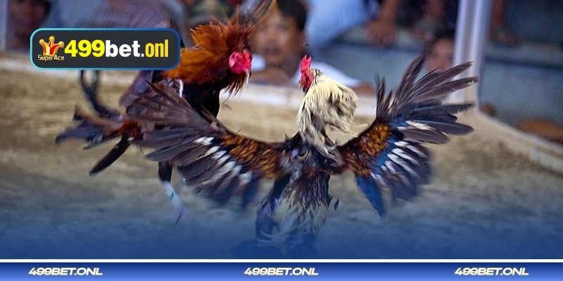 স্পার বা ধারালো লোহার সাথে পরিচিতি